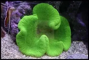 Carpet Anemone - GREEN (Stichodaqctyla haddoni)