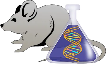 Mouse C1 Inhibitor Genetically Deficient Lung Lyophilized